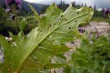 Cirsium sychnosanthum