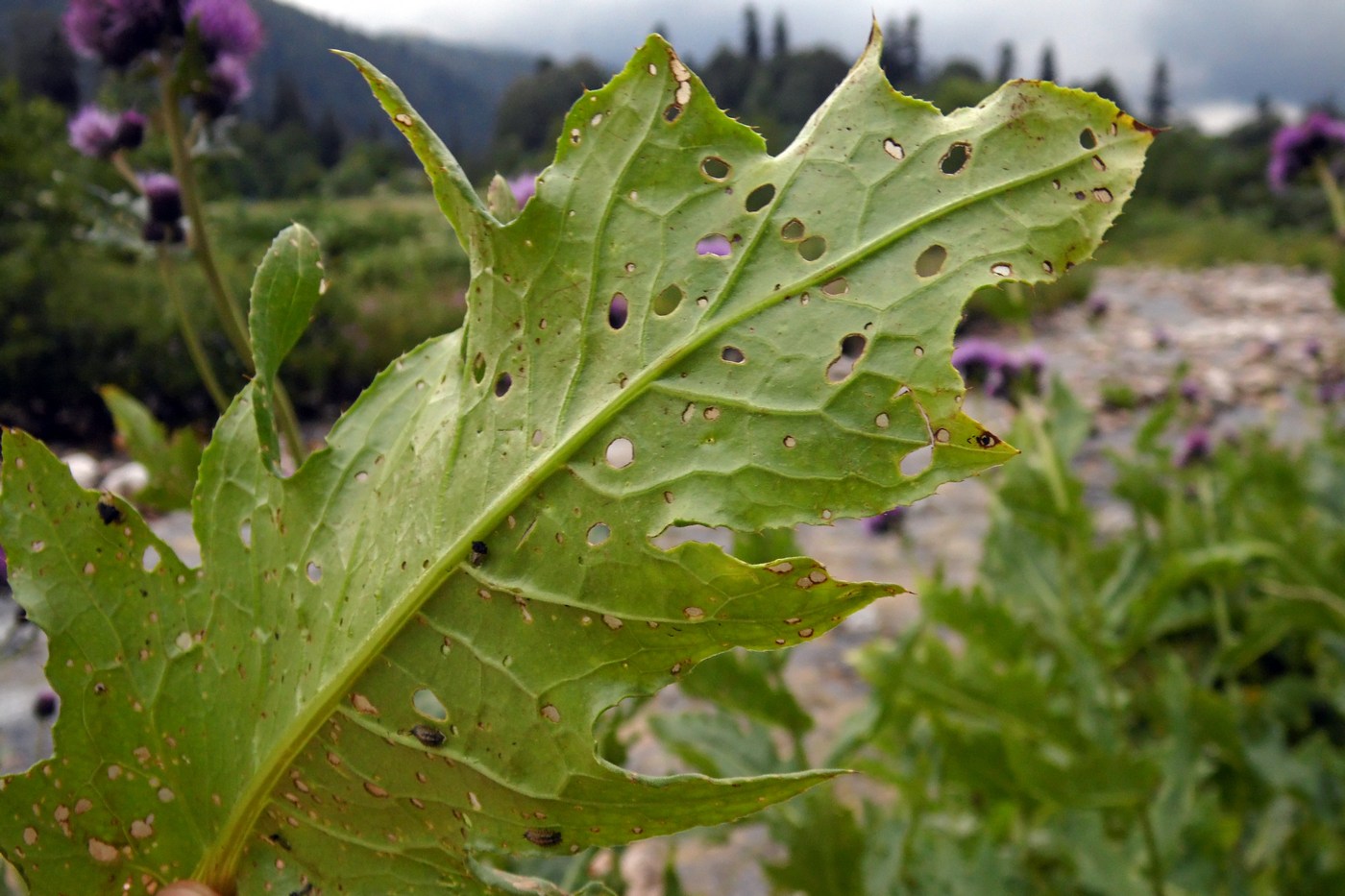 Image of Cirsium sychnosanthum specimen.