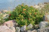 Image of taxon representative. Author is Игорь Павлов