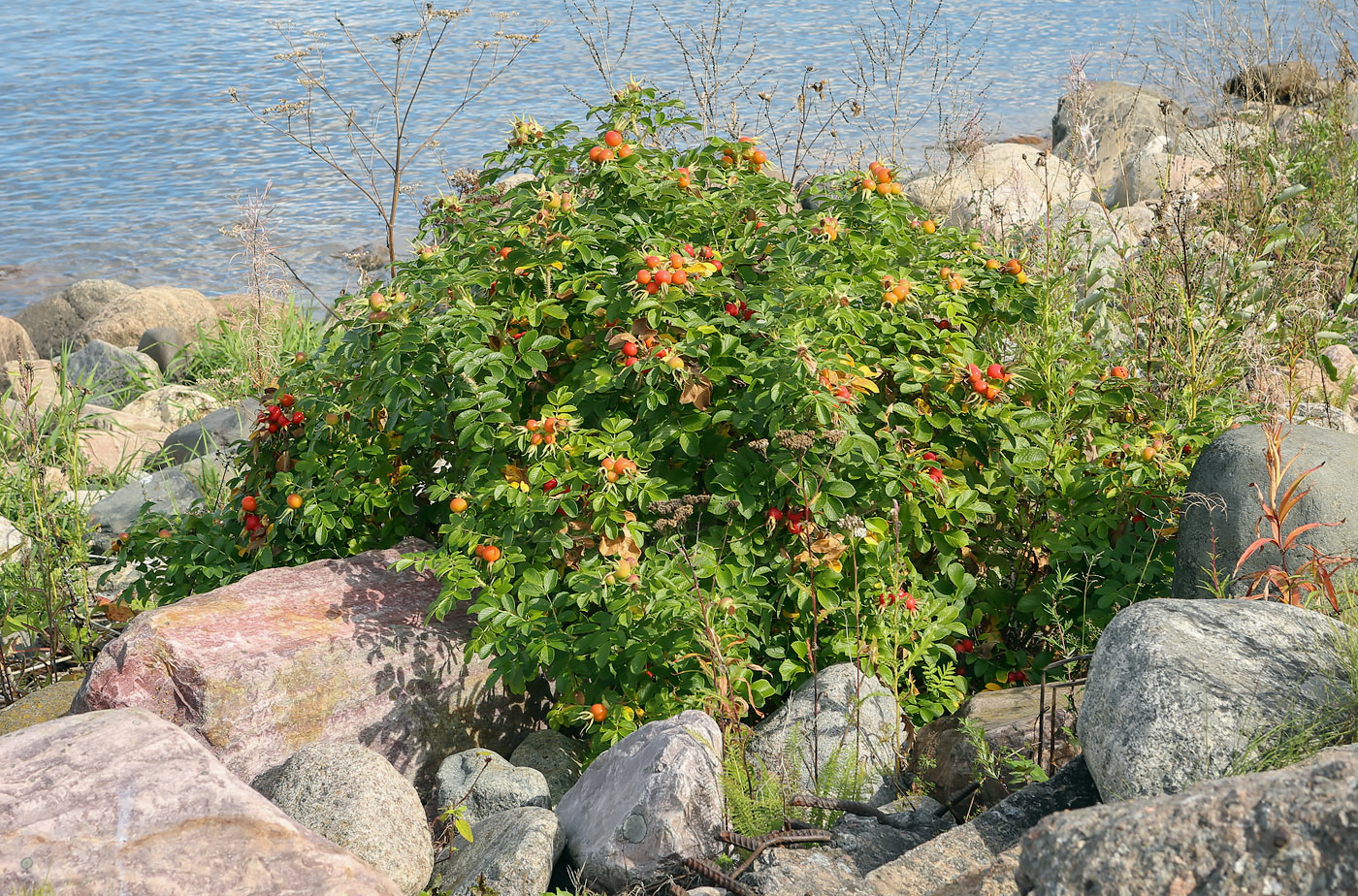 Изображение особи Rosa rugosa.