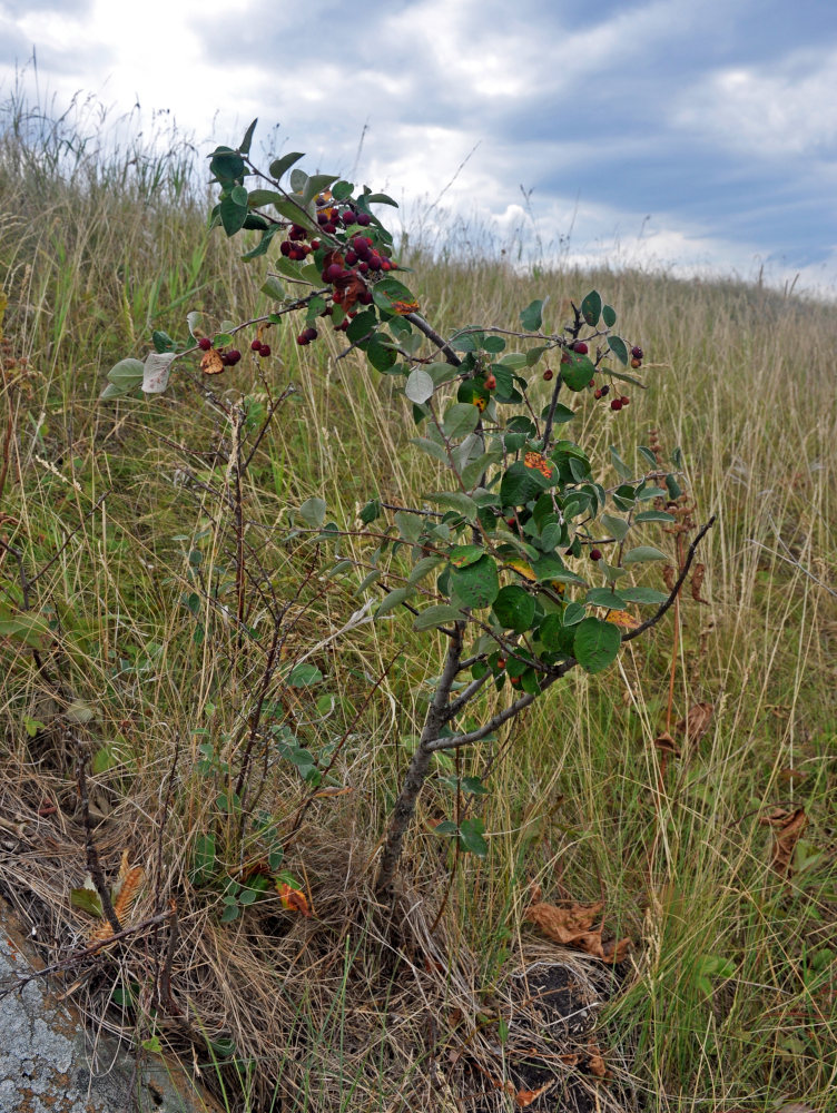 Image of Cotoneaster melanocarpus specimen.