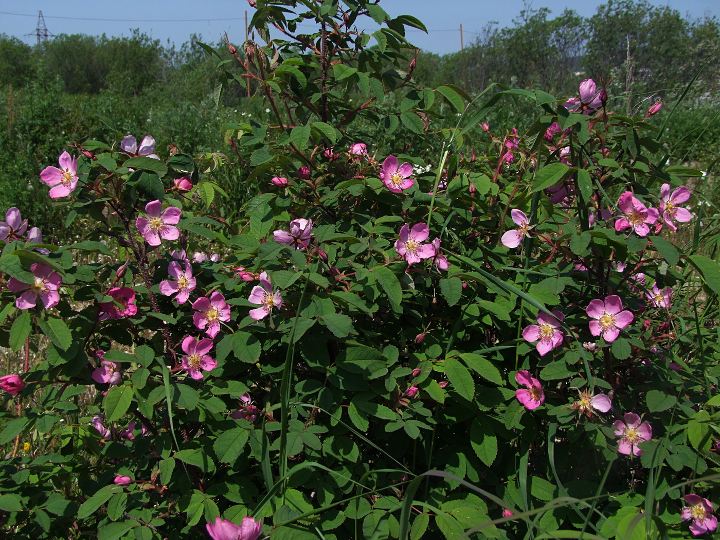 Изображение особи Rosa acicularis.