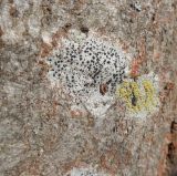 Lecidella elaeochroma