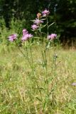 Centaurea jacea. Верхушка цветущего растения. Псковская обл., дер. Изборск, луг. 10.08.2020.