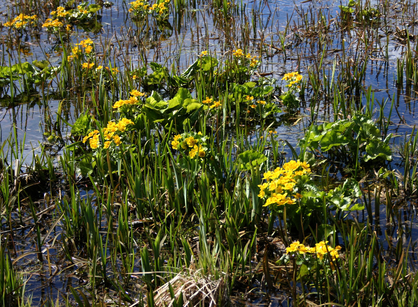 Изображение особи Caltha palustris.