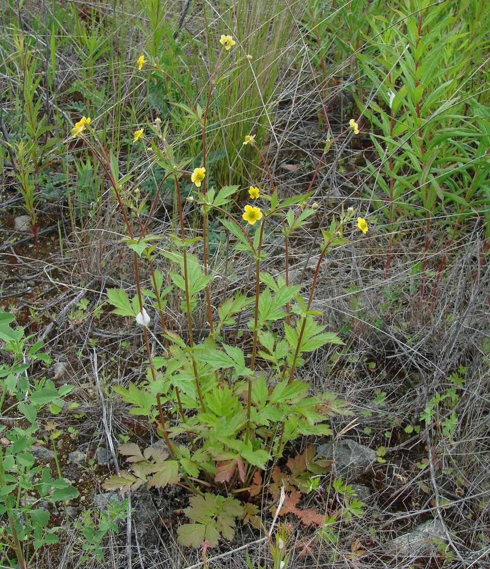 Изображение особи Geum aleppicum.