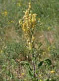 Verbascum lychnitis. Цветущее растение. Саратовская обл., Балашовский р-н, окр. с. Старый Хопёр, долина р. Тростянка, берег Почтового пруда, луг. 17.06.2019.