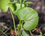 Ranunculus cassubicus