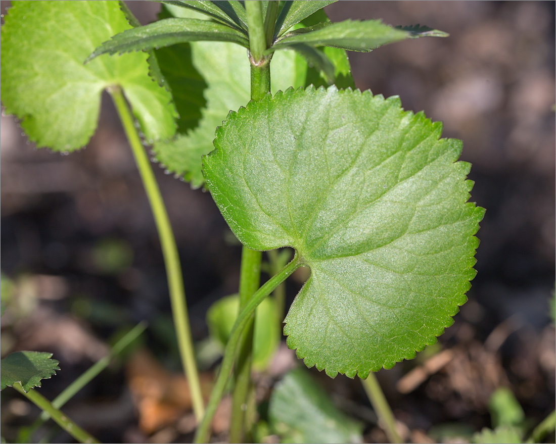 Изображение особи Ranunculus cassubicus.