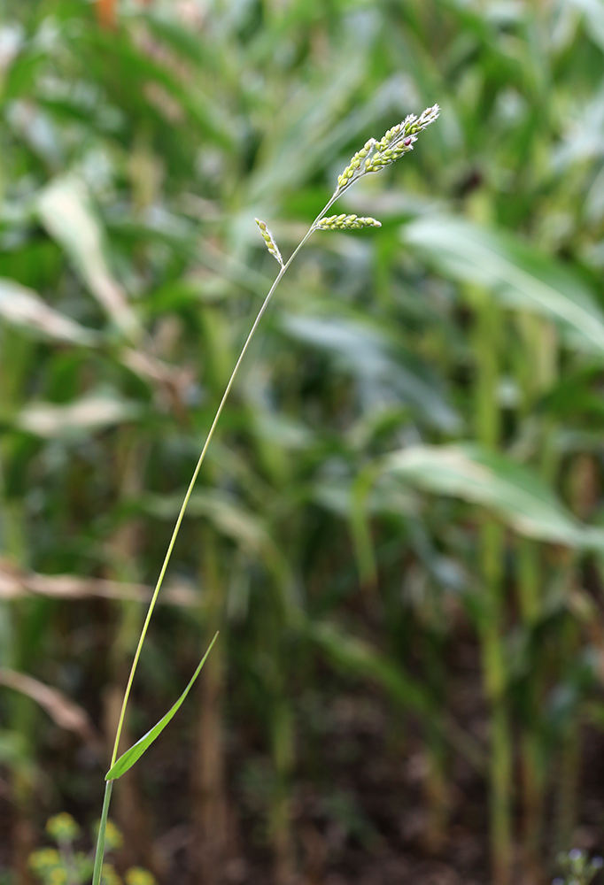 Изображение особи Eriochloa villosa.