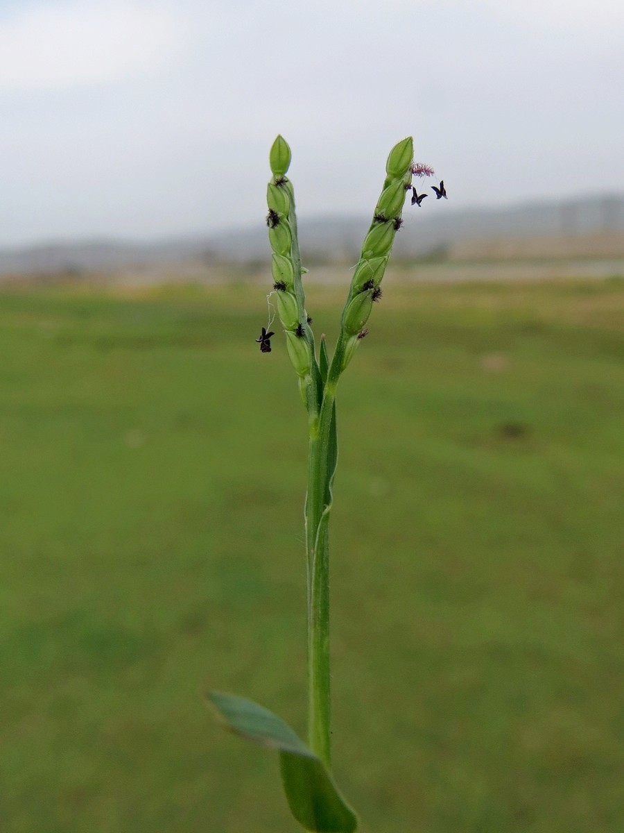 Изображение особи Paspalum paspalodes.