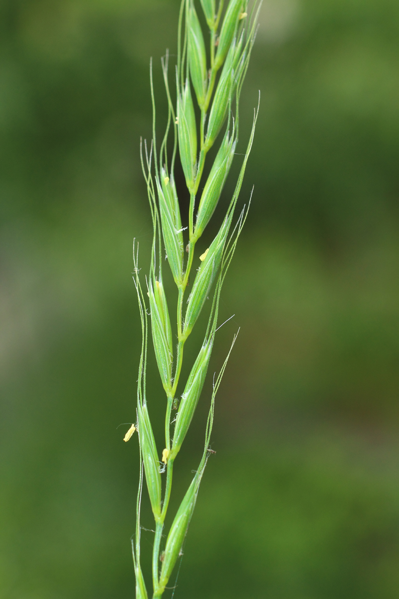 Изображение особи Elymus caninus.