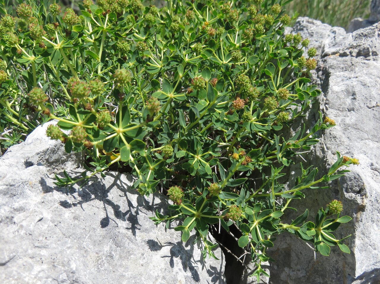 Изображение особи Euphorbia fragifera.