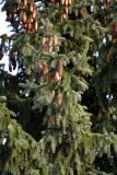 Picea asperata