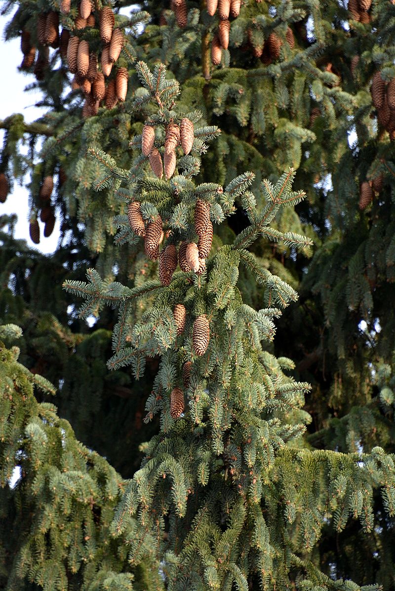 Изображение особи Picea asperata.