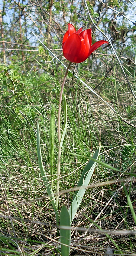 Image of Tulipa suaveolens specimen.