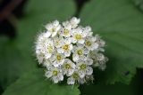 Physocarpus opulifolius