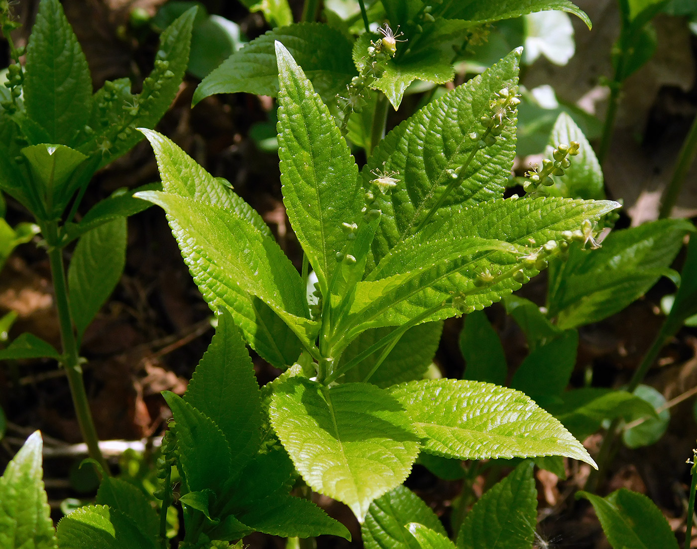 Изображение особи Mercurialis perennis.