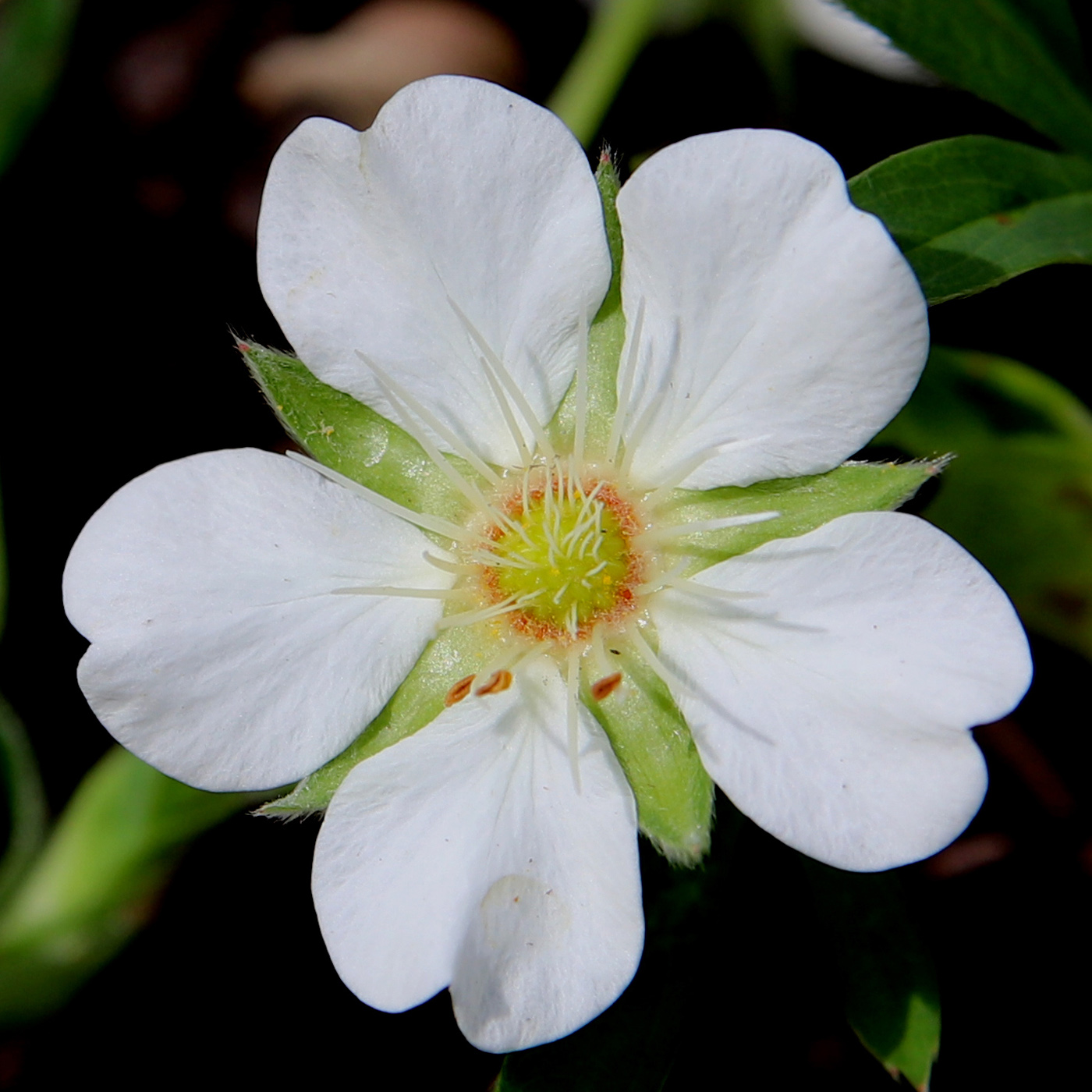 Изображение особи Potentilla alba.