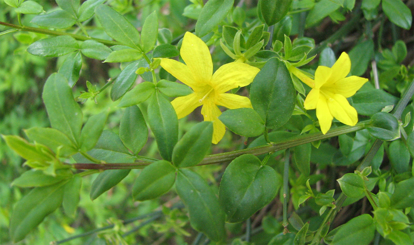 Изображение особи род Jasminum.