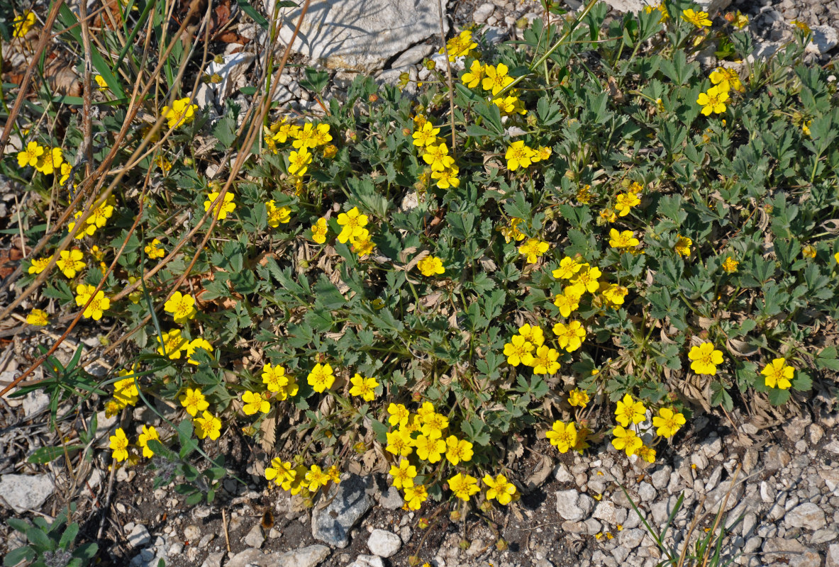 Изображение особи Potentilla incana.