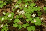 Oxalis acetosella