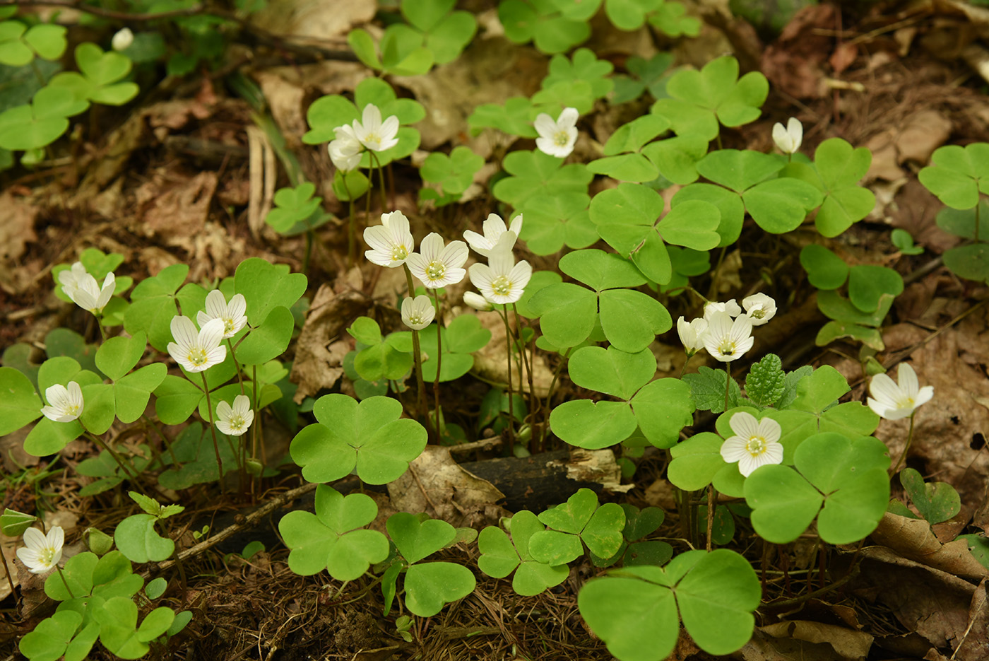 Image of Oxalis acetosella specimen.