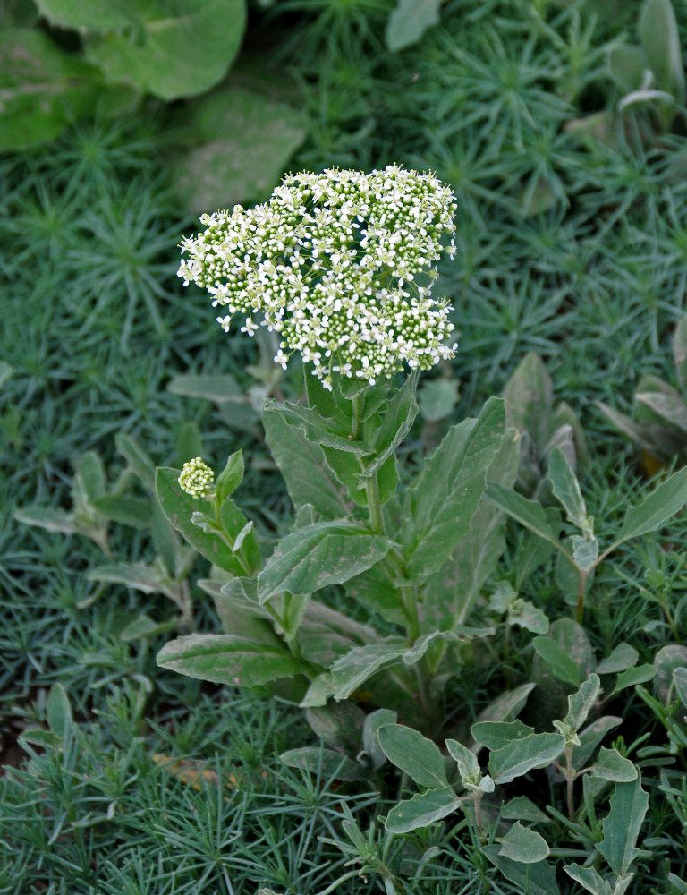 Image of Cardaria draba specimen.