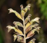 familia Orchidaceae