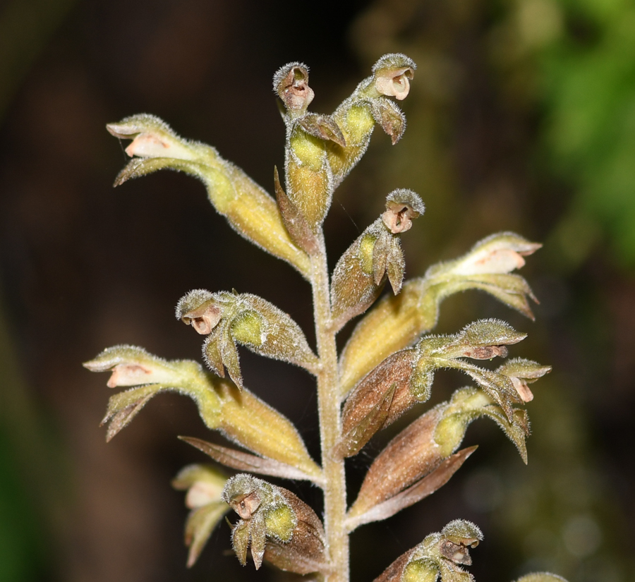 Image of familia Orchidaceae specimen.