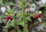 Scrophularia rupestris