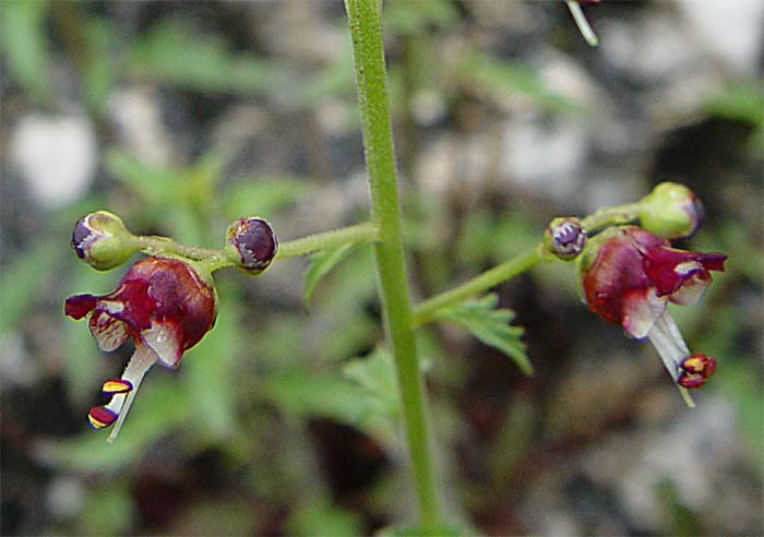 Изображение особи Scrophularia rupestris.
