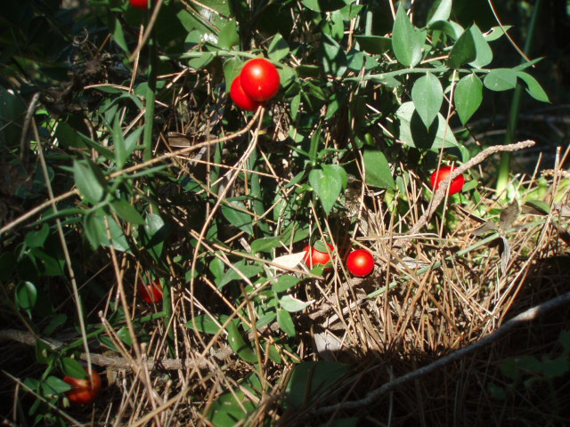 Изображение особи Ruscus aculeatus.