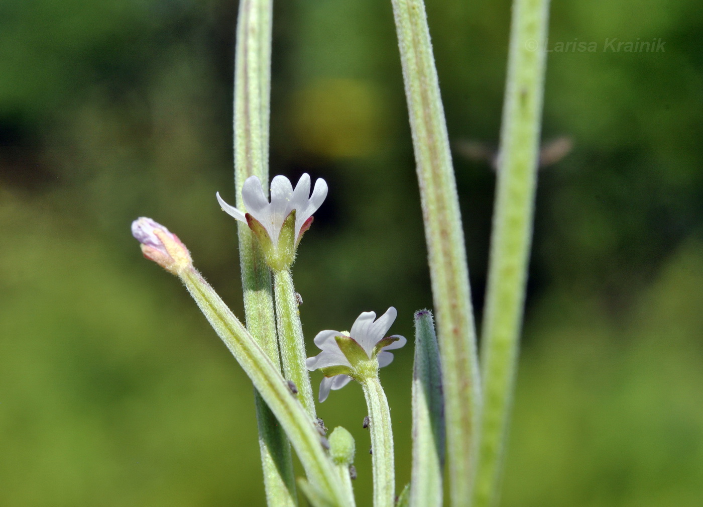 Изображение особи Epilobium fastigiato-ramosum.