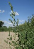 Polygonum neglectum