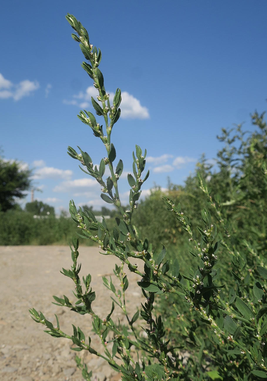 Изображение особи Polygonum neglectum.