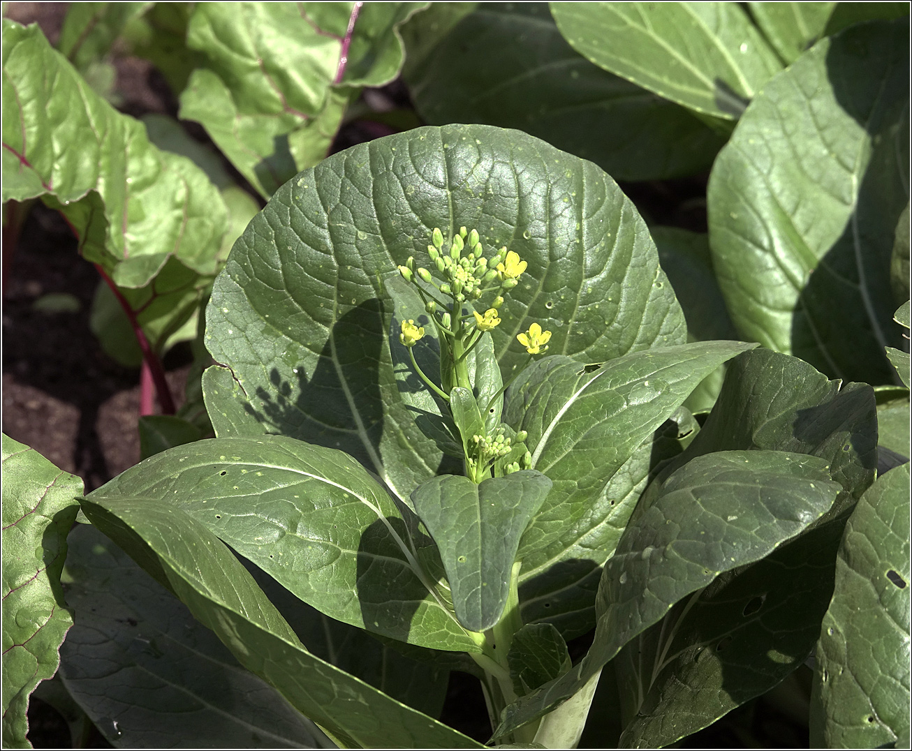 Image of Brassica rapa var. chinensis specimen.