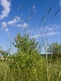 Brachypodium rupestre