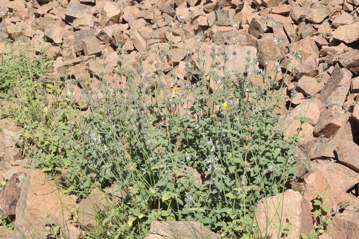 Image of Stachys hissarica specimen.