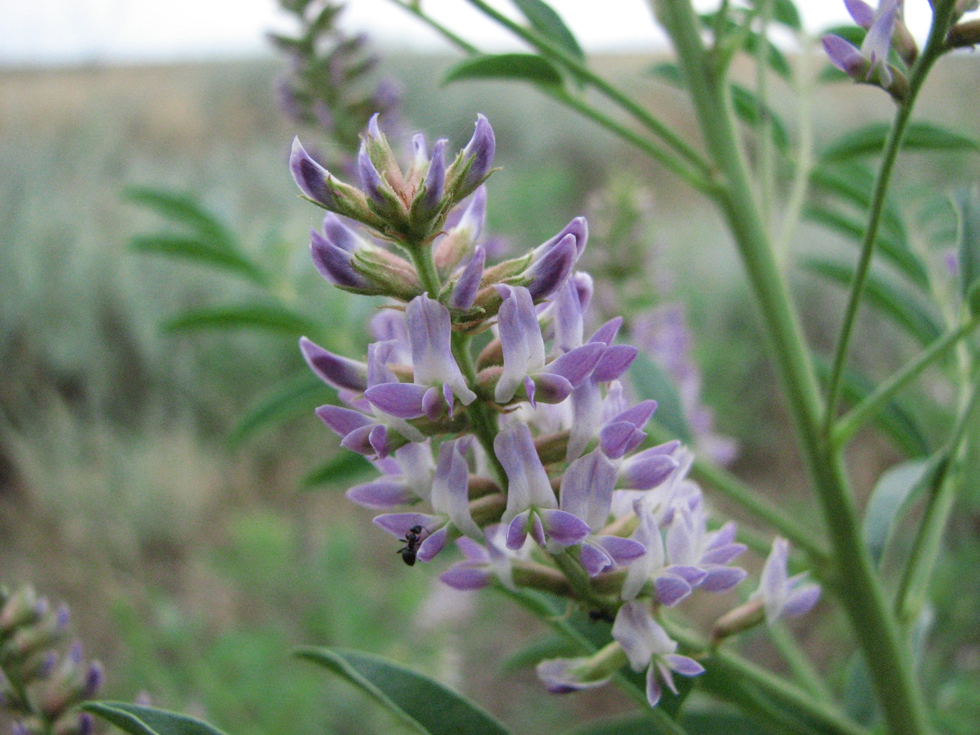 Изображение особи Glycyrrhiza glabra.