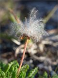 Dryas octopetala. Плод. Мурманская обл., п-в Рыбачий, вершина небольшой сопки вблизи м. Коровий, ~120 м н.у.м., каменистая лишайниковая тундра. 28.07.2020.