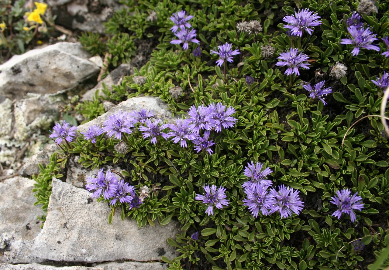 Image of Globularia cordifolia specimen.