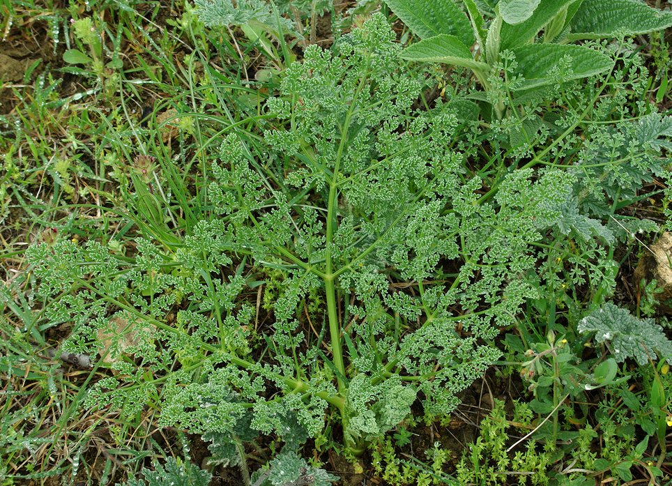 Изображение особи семейство Apiaceae.