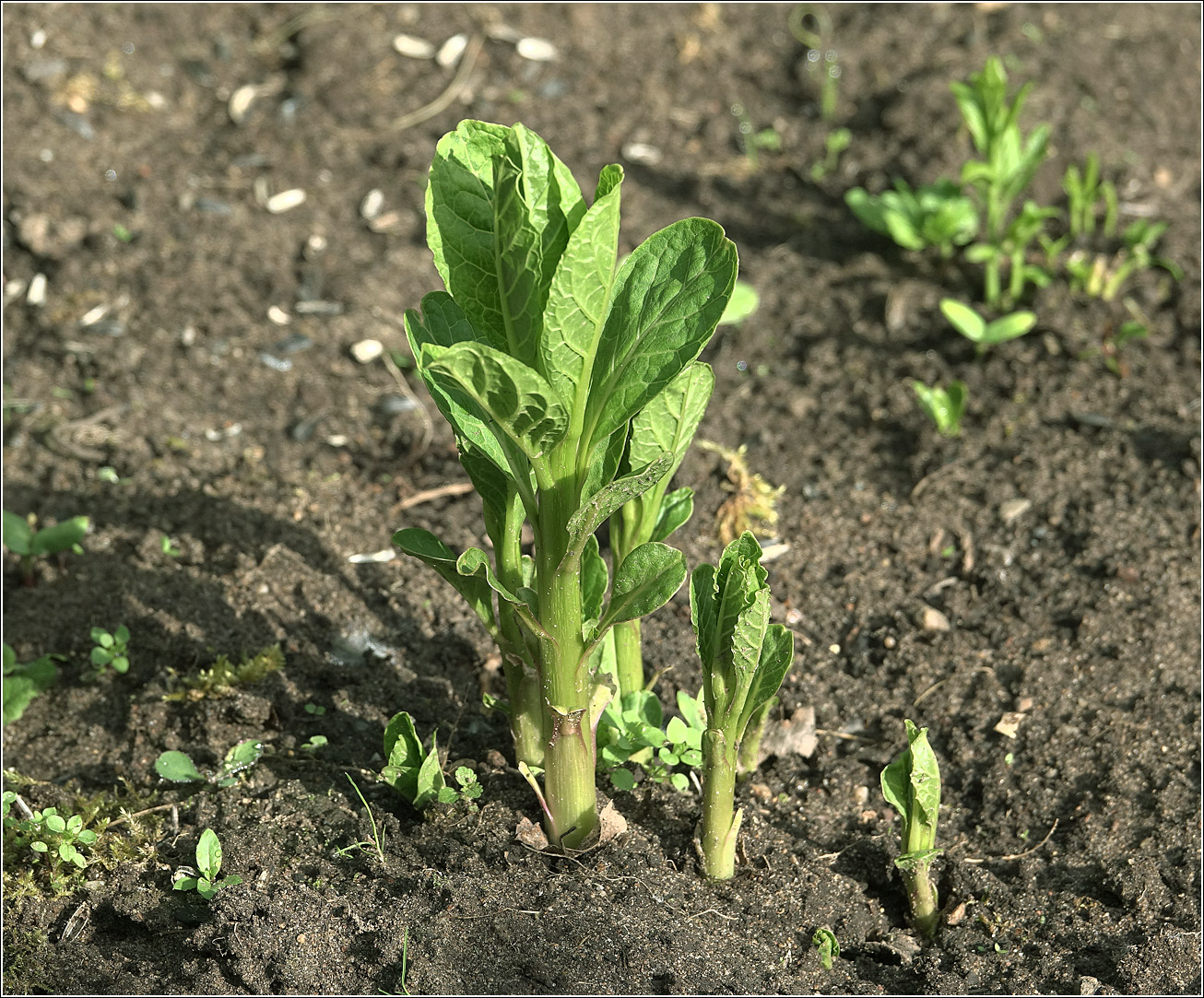 Изображение особи Phytolacca acinosa.