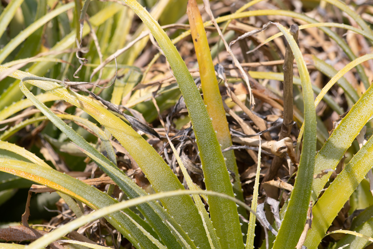 Изображение особи семейство Bromeliaceae.