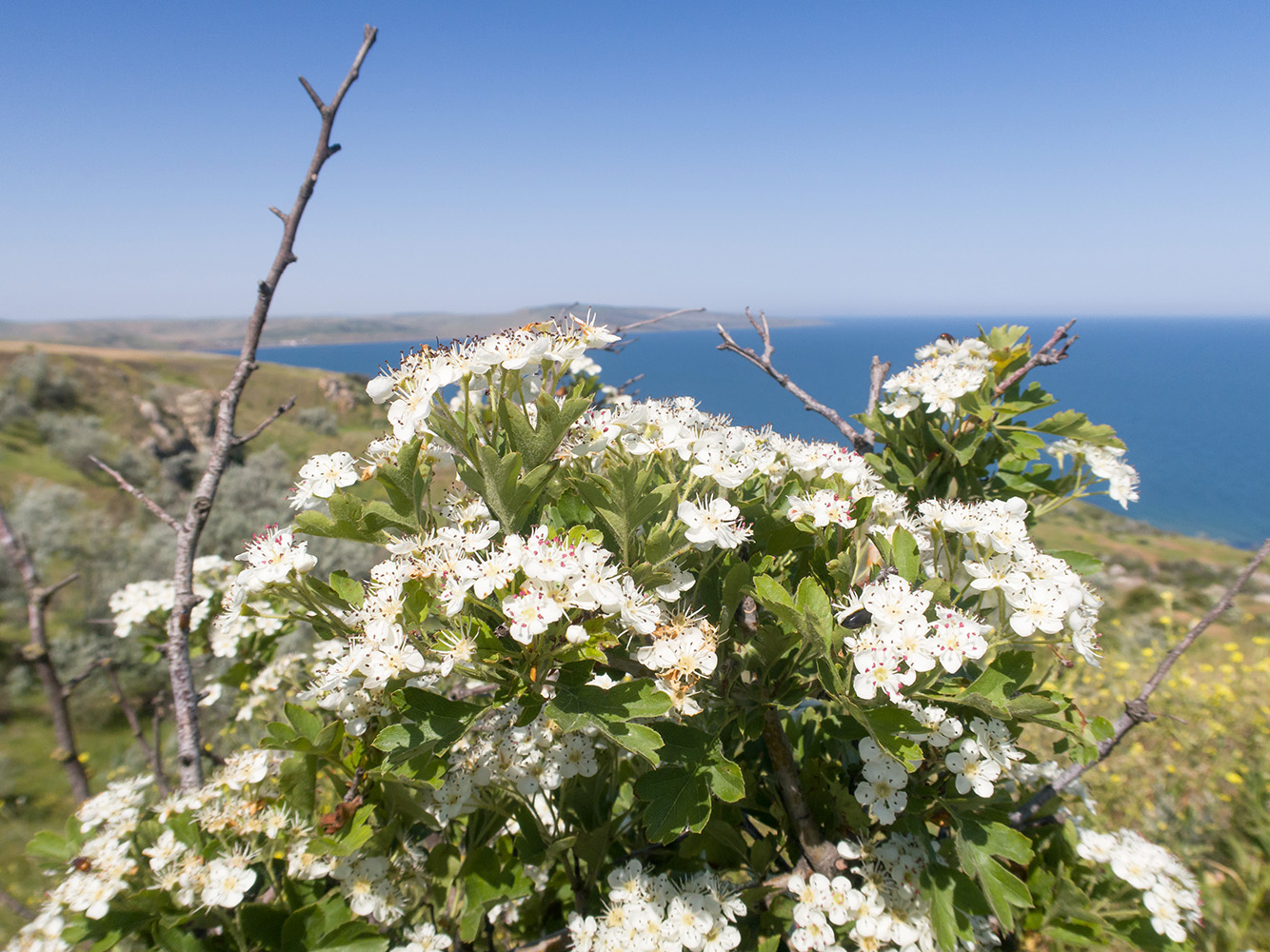 Изображение особи Crataegus taurica.