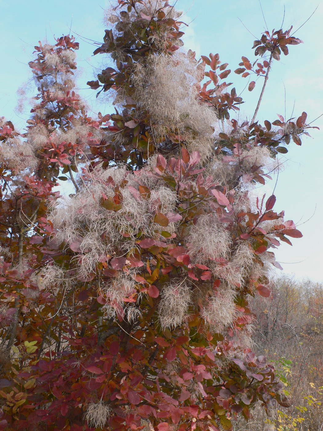 Image of Cotinus coggygria specimen.