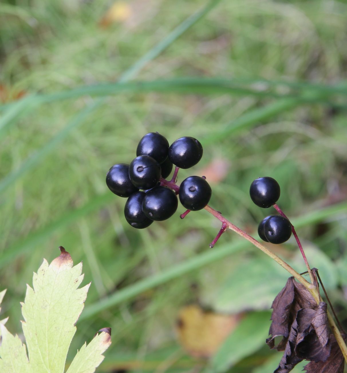 Изображение особи Actaea spicata.