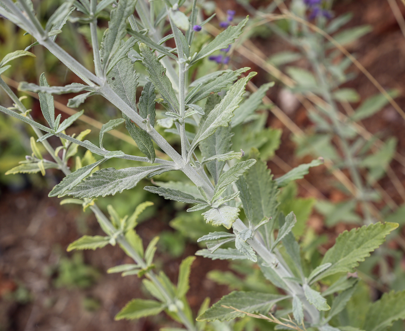 Image of Perovskia atriplicifolia specimen.