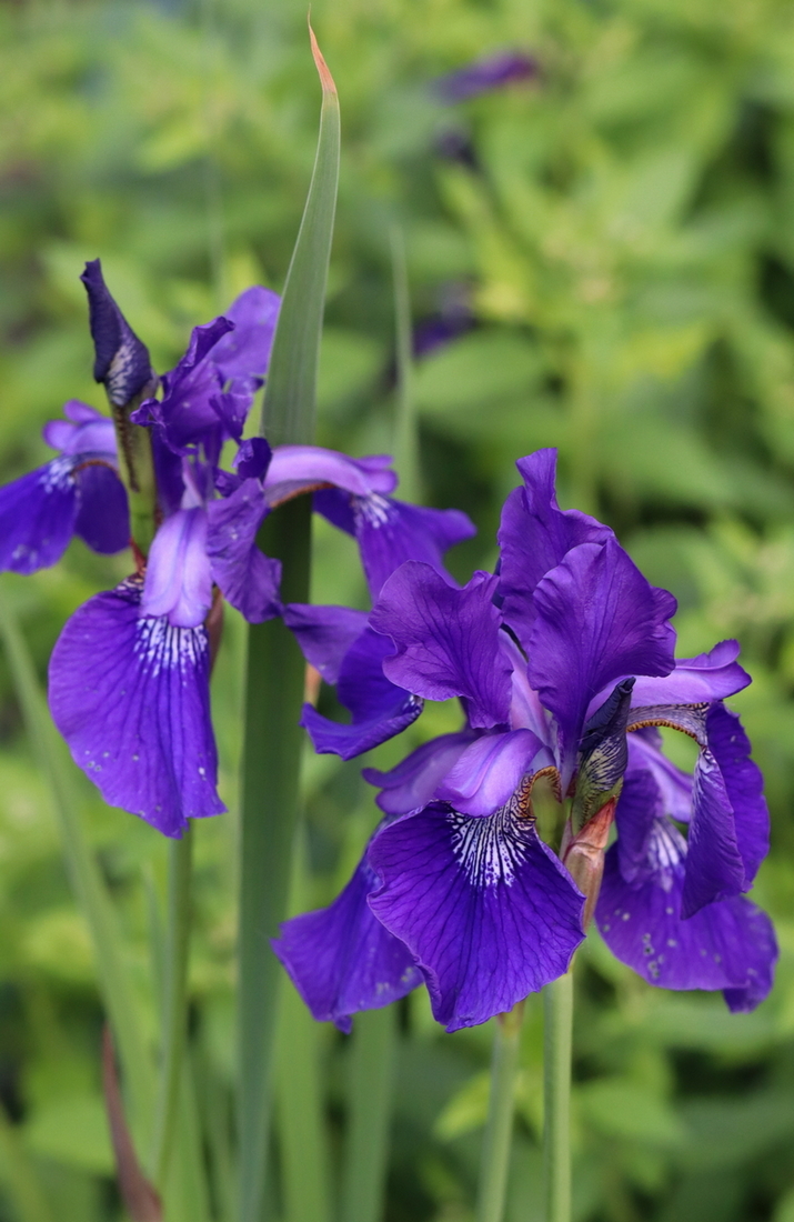 Image of Iris sanguinea specimen.